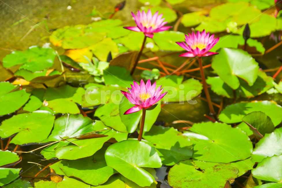 연꽃,연잎,수련,보라색,녹색,만개,연못,자연,식물,식물,자연,plants,nature,꽃,flower