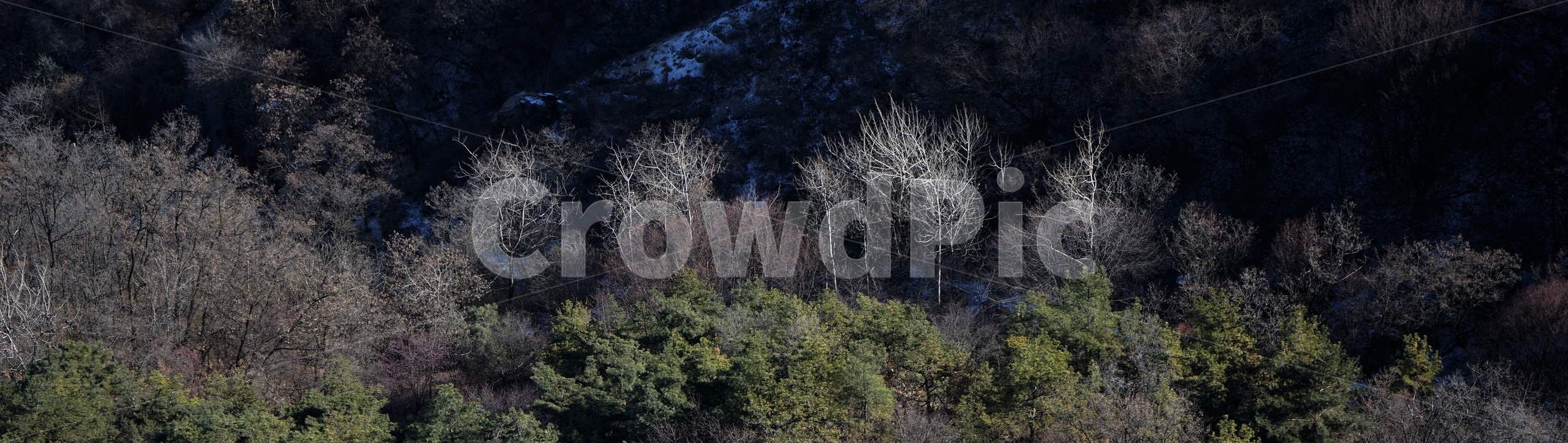 나무,빛,자연,산,겨울,숲,rock,winter,season,pine,light,shadow,그림자,바위,솔,소나무,풍경,landscape,배너용,park,cold,감성,trees,woods,branch,leafless,월페이퍼,웹용,배너용사진,자연,풍경,nature,landscape,outdoors,옥외