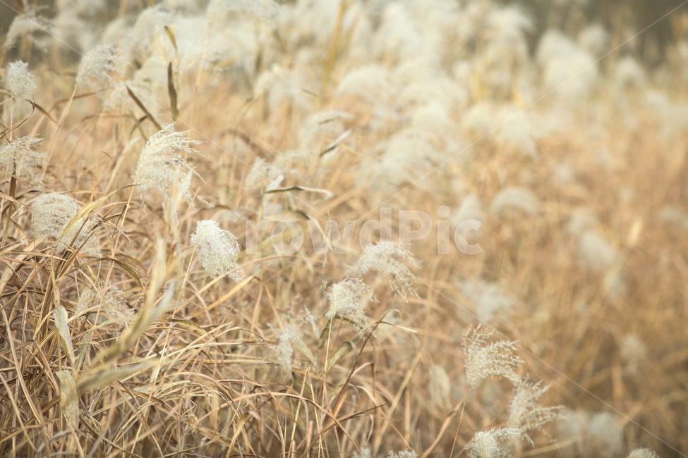 가을,가을풍경,가을갈대,갈대,갈대숲,자연,계절,fallautumnseason,식물,plants,가을,계절,fall,autumn,season,식물,자연,plants,nature,감성,sensible,feeling,grass,잔디,plant,lawn,reed
