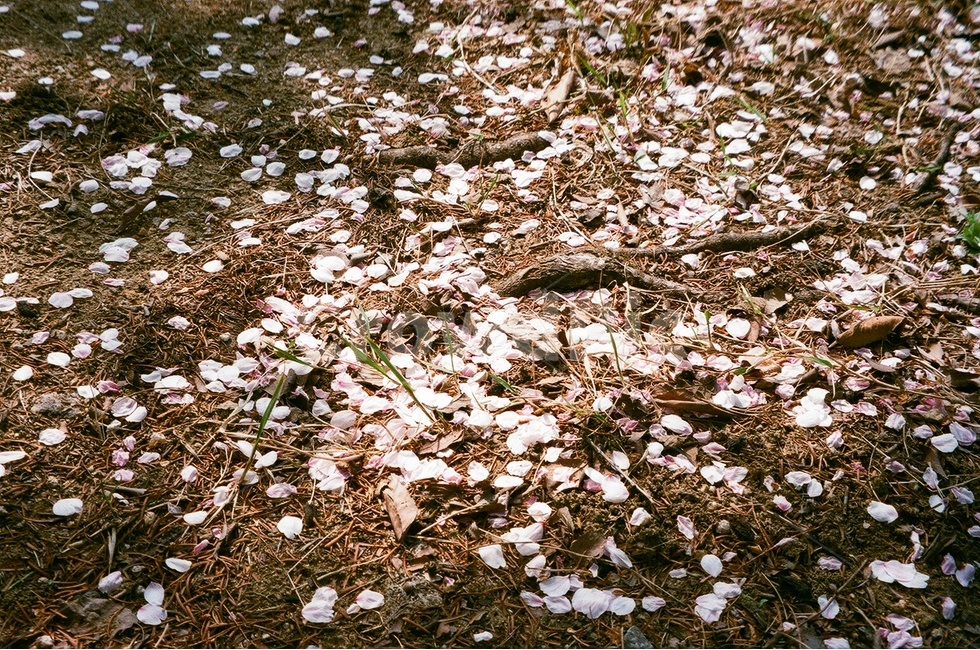 봄,벚꽃,벚꽃잎,땅,필름사진,감성사진,필름카메라,낙엽,흰벚꽃,분홍벚꽃,흙,돌,돌멩이,나뭇가지,잔디,그림자,빛,햇살,봄꽃,흰색,분홍색,갈색,회색,필름,아날로그,무보정,spring,cherryblossom,floralleaf,petal,pinkcherryblossom,film,ground,stone,branch,grass,shadow,light,springflower,white,pink,brown,gray,green,초록,analog,nocorrection,filmphotography,fallenfloralleaf,fallenfloralleaves,sakura,봄,계절,spring,season,꽃,flower,바닥