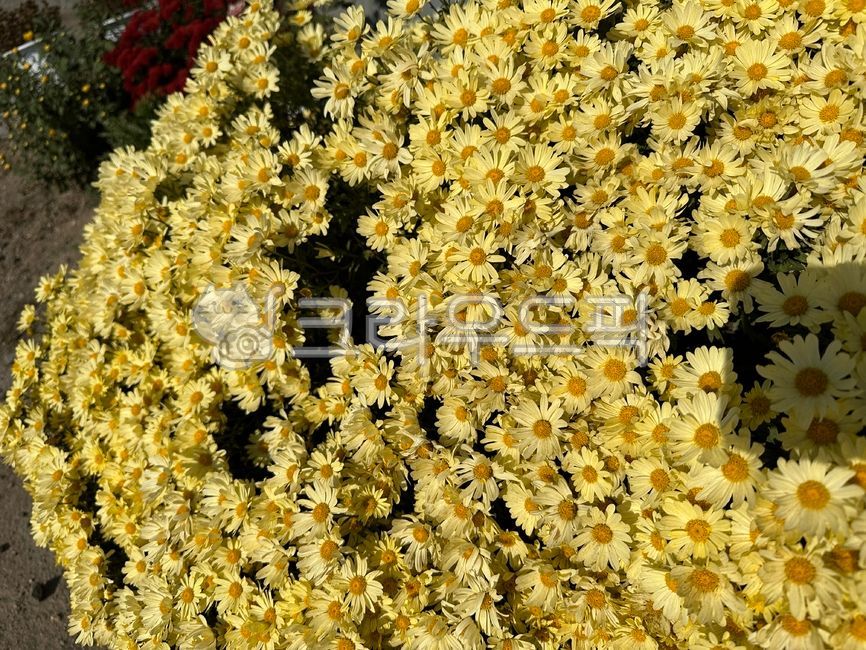 국화,노란국화,노란색국화,들국화,서양국화,노란색꽃,플라워,꽃다발,꽃송이,꽃잎,flower,만개,계절,가을