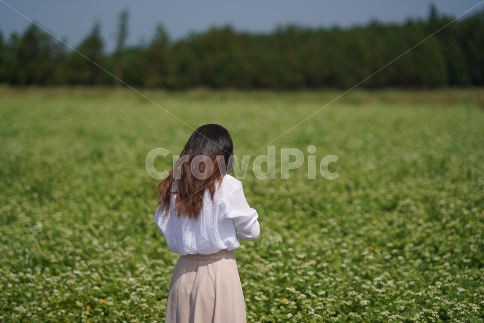 사진,카메라,뒷모습,flower,계절,사람,인물,인간,human,person,여성,여자,woman,female,lady,메밀밭,메밀꽃,사람,인물,인간,human,person,여성,여자,woman,female,lady