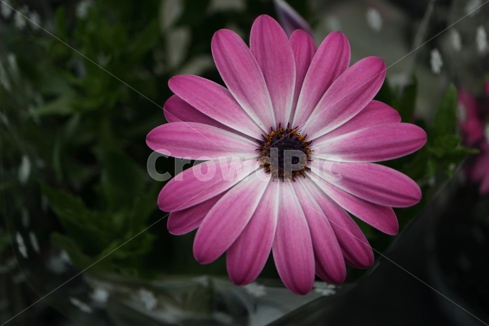 plant,식물,blossom,꽃,daisies,데이지,daisy,flower,capedaisy,쌍떡잎식물,국화과,초롱꽃목,케이브데이지