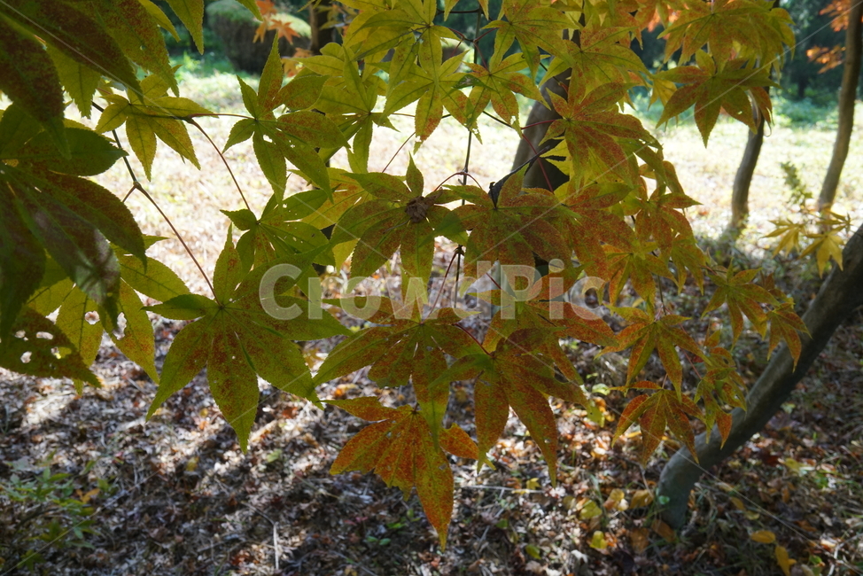 단풍잎,가을단풍,엽록소,단풍나무,leaf,잎,plant,식물,tree,나무,maple,단풍,가을,계절,fall,autumn,season,식물,자연,plants,nature,나무,trees,wood