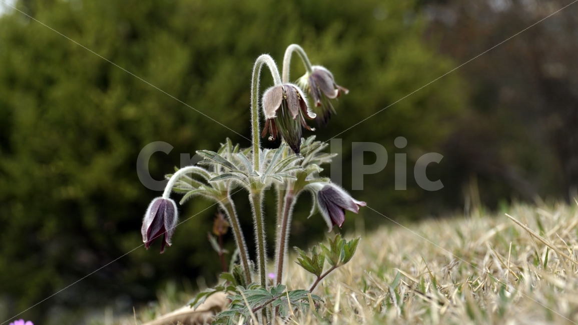 봄,꽃,플라워,spring,flower,봄꽃,식물,자연,이파리,풀,잔디,잔디밭,접사,할미꽃,산,산속,산길,산책,산보,4월,화단,꽃밭,nature,꽃봉오리,식물,자연,plants,nature,봄,계절,spring,season,꽃,flower,plant,blossom,geranium,제라늄