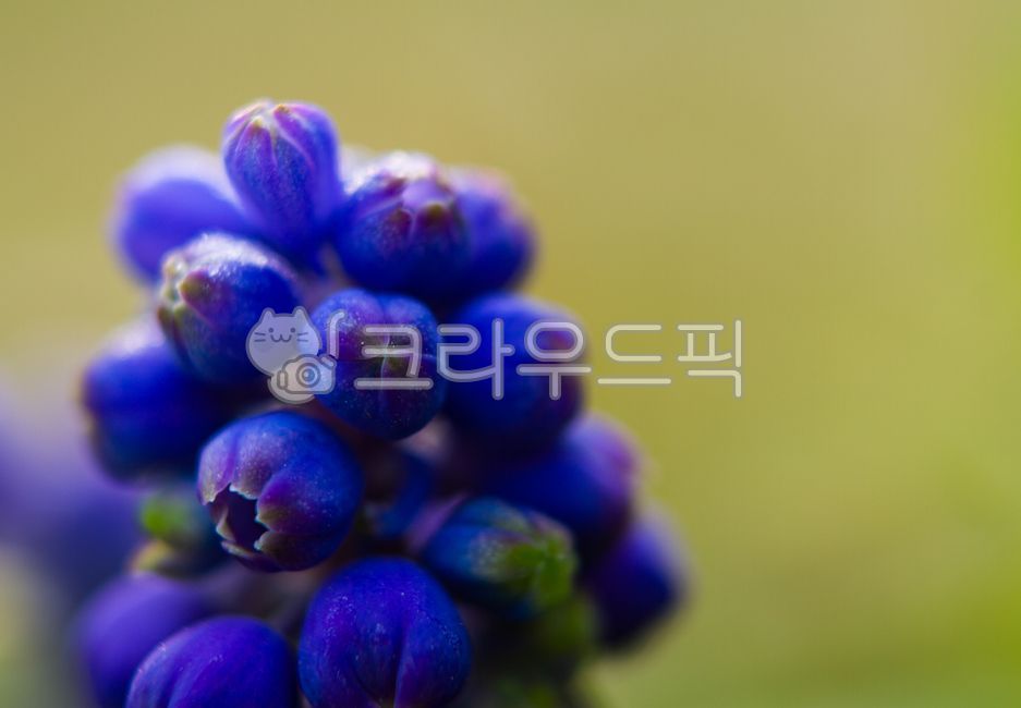 꽃,식물,보라꽃,봄,무스카리