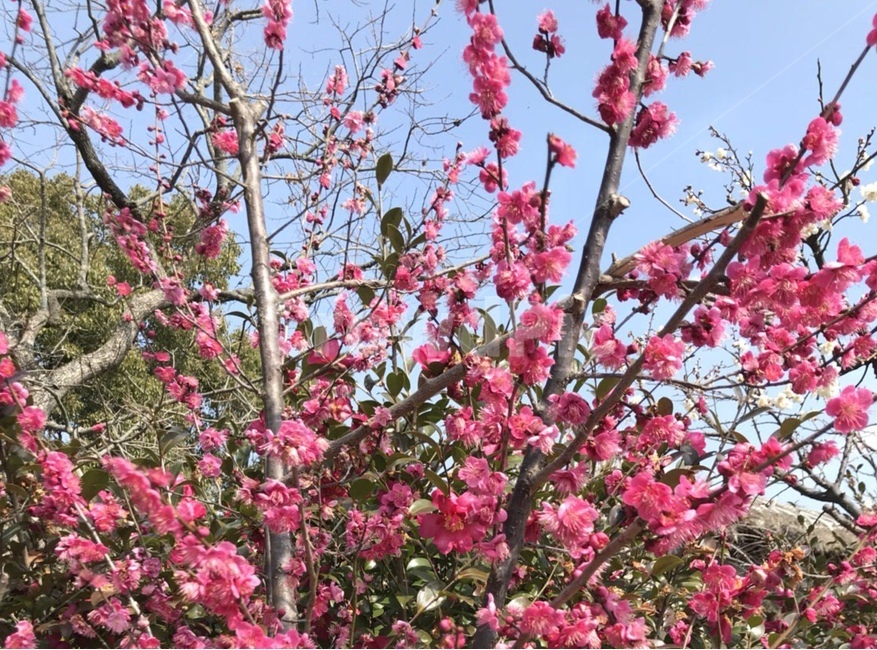 매화,홍매화,봄,하늘,flower,봄,계절,spring,season,식물,자연,plants,nature,꽃,flower,plant,blossom