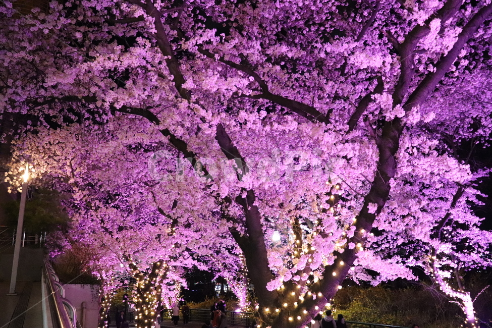 벚꽃,야간개장,야간벚꽃,꽃,사쿠라,불빛,봄,계절,spring,season,식물,자연,plants,nature,꽃,flower,나무,trees,wood,plant,blossom