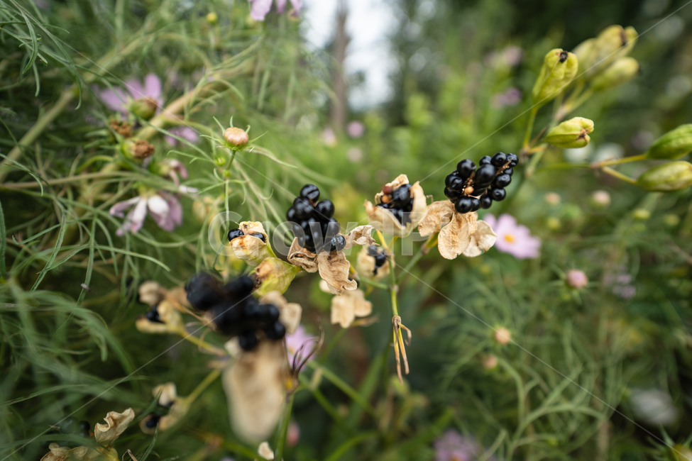 flower,botanical,plant,꽃,식물,식물,자연,plants,nature,꽃,flower