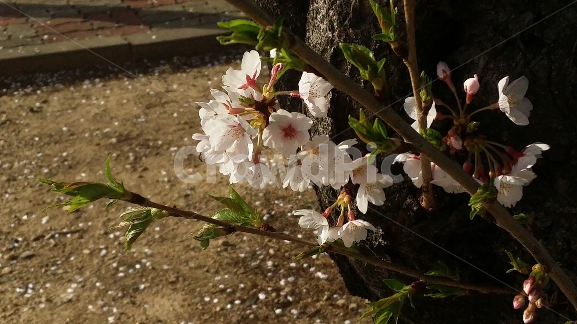 봄,식물,꽃,plant,blossom,flower