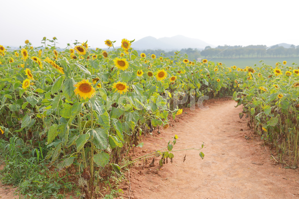 해바라기,꽃,여름,감성,색감,계절,추억,sun,flower,plant,color