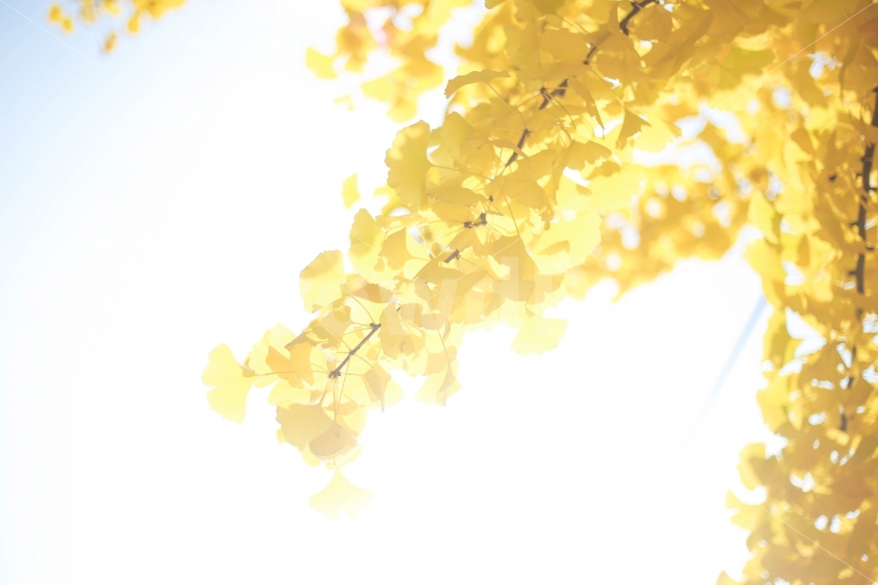 은행나무,단풍,가을,노랑색,나무,자연,가을,계절,fall,autumn,season,식물,자연,plants,nature,휴식,힐링,rest,relaxation,healing