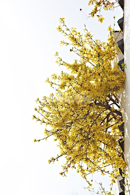개나리,꽃,개나리꽃,플라워,배경,자연,자연,풍경,nature,landscape,식물,plants,꽃,flower,plant,tree,나무
