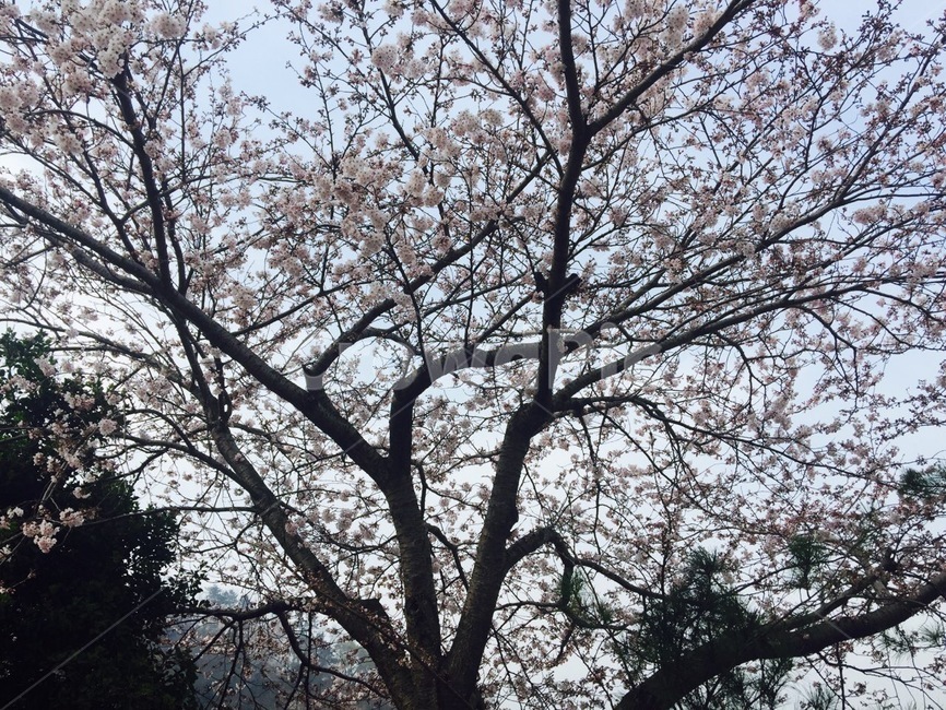 벚꽃,벚꽃나무,봄,하늘,향기로운,나무,꽃나무