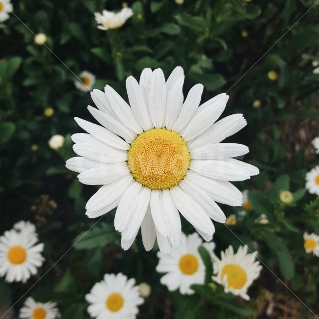 꽃,봄,풀,초록,초록색,노랑,노란색,흰색,flower,spring,grass,green,yellow,white,식물,자연,plants,nature,꽃,flower