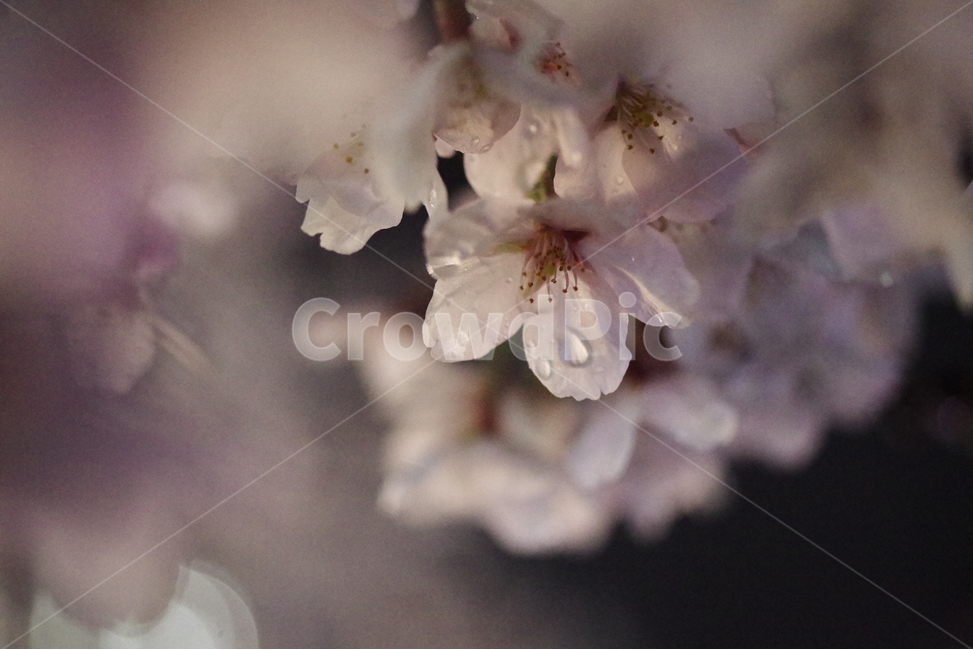 벚꽃,꽃,봄꽃,봄배경화면,봄바탕화면,사쿠라,식물,배경화면,바탕화면,계절,꽃배경화면,꽃바탕화면,꽃잎,꽃송이,벚꽃엔딩,봄,계절,spring,season,식물,자연,plants,nature,꽃,flower,plant,blossom