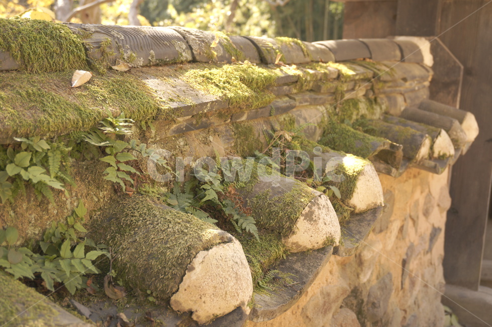 기와,roofingtile,돌담장,이끼,전통,moss,traditional,stonewall,감성