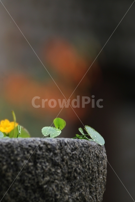 감성사진,돌확사진,식물사진,물방울사진,잎새,식물,자연,plants,nature,꽃,flower