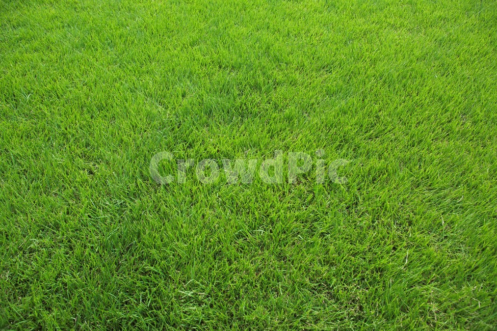 잔디,자연,배경,초록,풀,농장,food,fresh,orange,bunch,organic,healthy,vegetables,green,raw,isolated,root,agriculture,garden,diet,market,vegetarian,leaf,white,harvest,vitamin,ripe,nature,carrotcarrot,farm,closeup,color,colorful,country,diete,cofarmer,farmersmarket,farming,background,greenhealthhealthyfoodshealthylifehealthylifestylehealthylifestylebackground,jejuisland,jejukorea,natural,naturelandscape,nutrition,organicbackground,organicfarm,자연,풍경,nature,landscape,plant,식물,grass