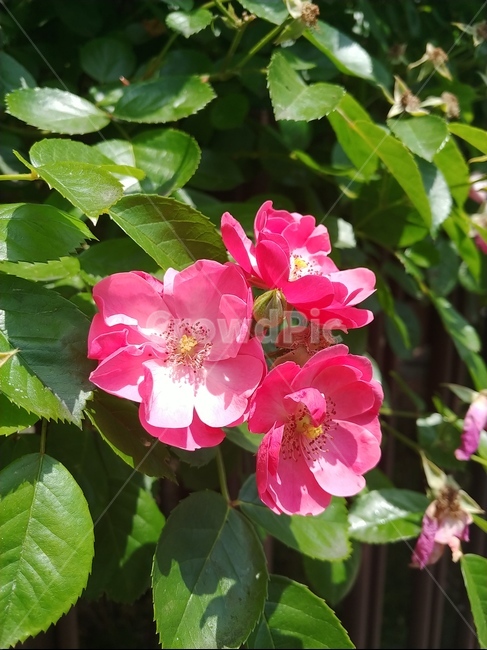 장미,그라데이션,rose,꽃,flower,프랑스장미