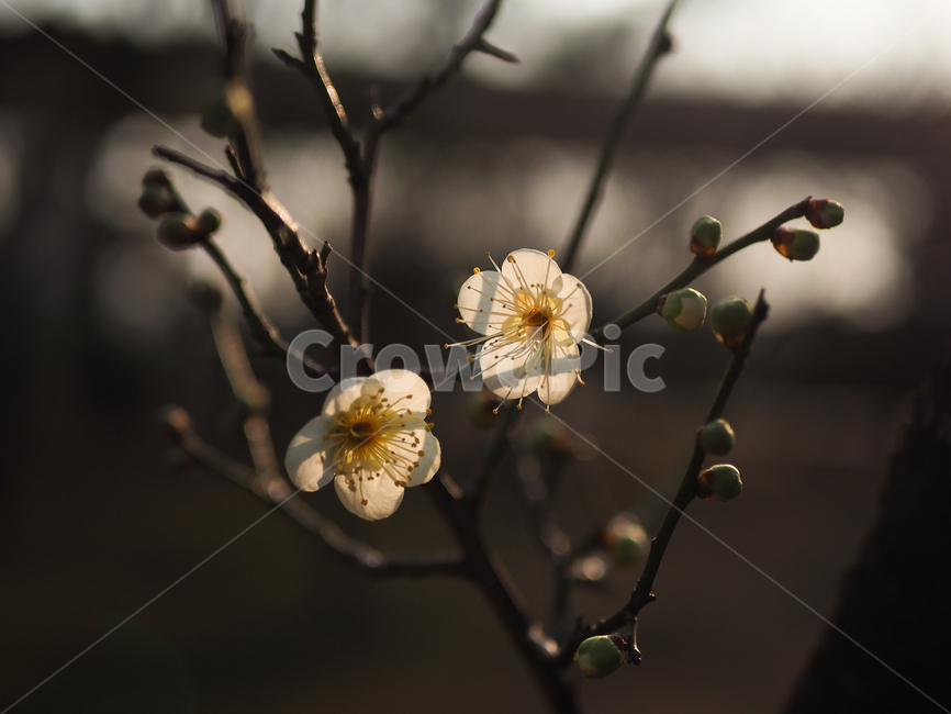 매화,꽃,spring,홍매화,봄,flower,식물,자연,plants,nature,꽃,flower