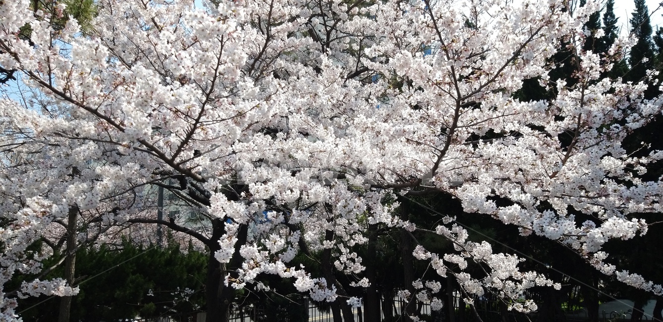 벚꽃,분홍꽃,꽃,남천동,벚꽃나무,봄,계절,spring,season,자연,풍경,nature,landscape,plant,식물,flower,blossom