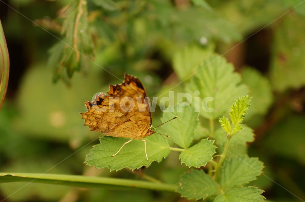 나비,곤충,호접,접사,자연,동물,animal,곤충,벌레,insect,bug