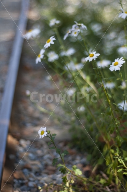 철길,가을,구절초,가을여인,추억,식물,자연,plants,nature,꽃,flower
