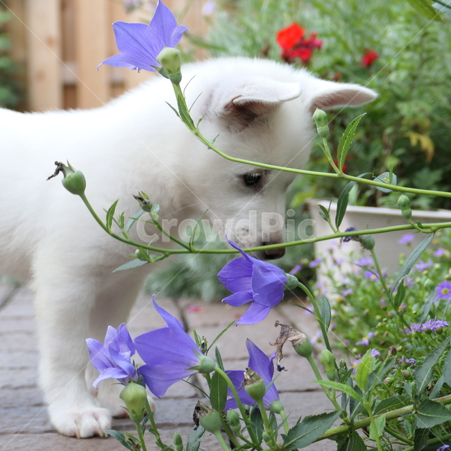 강아지,아기강아지,댕댕이,dog,garden,flower,꽃,정원,귀여움,동물,animal,포유류,mammal,개,강아지,dog,doggy