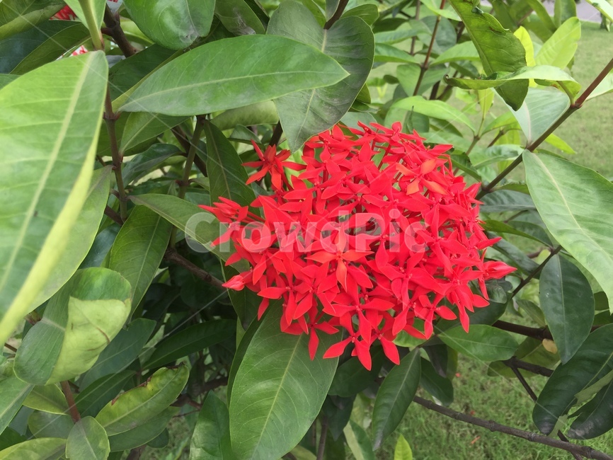 함박꽃,hoamẫuđơn,芍药花,peony,피오니