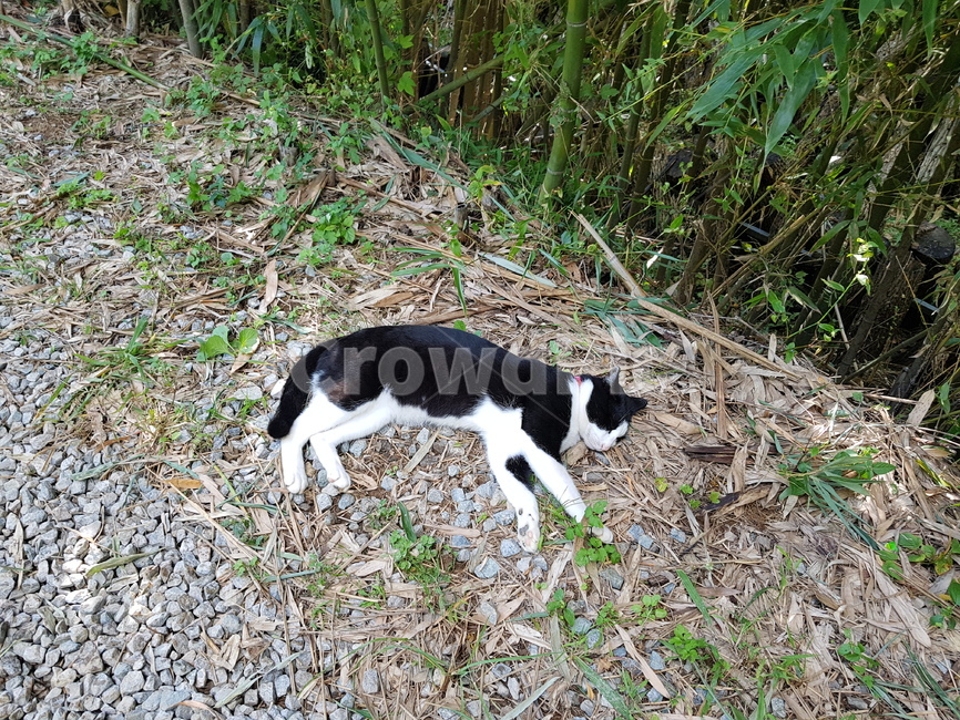 고양이,눕방,길고양이,들고양이,편안,猫,cat