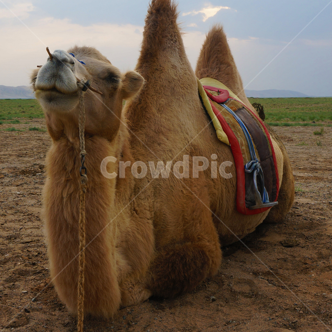 낙타,동물,미소,쌍봉낙타,camel,동물,animal,포유류,mammal