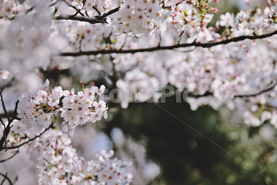 벚꽃,벚나무,cherryblossoms,flower,cherrytree,식물,자연,plants,nature,꽃,flower
