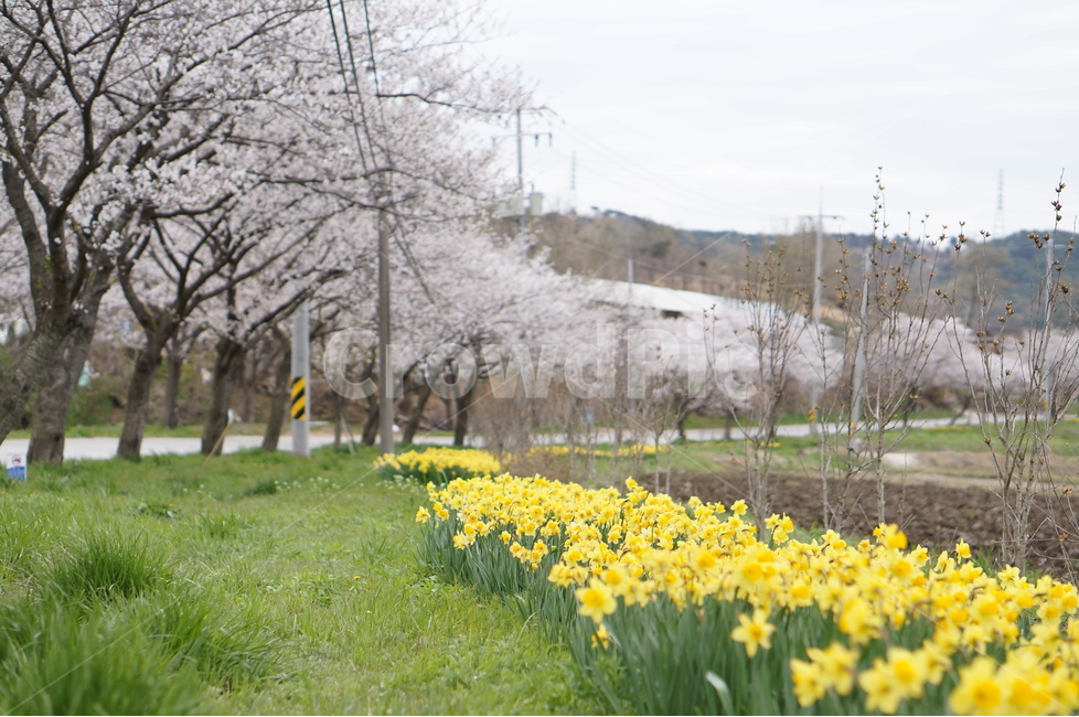 수선화,벚꽃,노랑,봄,초록,흐림,풍경,봄,계절,spring,season,자연,풍경,nature,landscape,한국자연풍경,한국자연경관,korea nature landscape,식물,plants,꽃,flower,plant,blossom