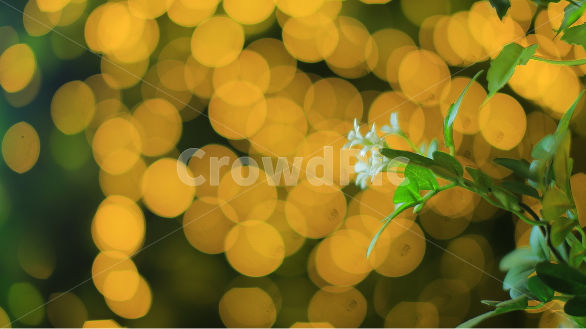불,불빛,꽃,풀,풍경,식물,자연,plants,nature,꽃,flower