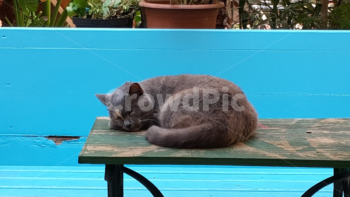 블루,고양이,동물,잠,귀여움,blue,cat,aanimal,sleep,cute