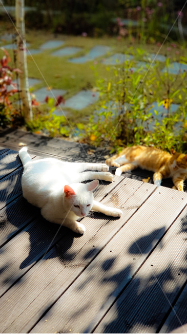 cat,고양이,흰고양이,whitecat,마당,마루,풀밭