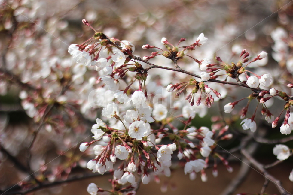 봄,봄꽃,벚꽃,꽃,spring,springtime,cherryblossom,landscape,scenery,flower,picture,풍경,봄,계절,spring,season,식물,자연,plants,nature,꽃,flower,plant,blossom
