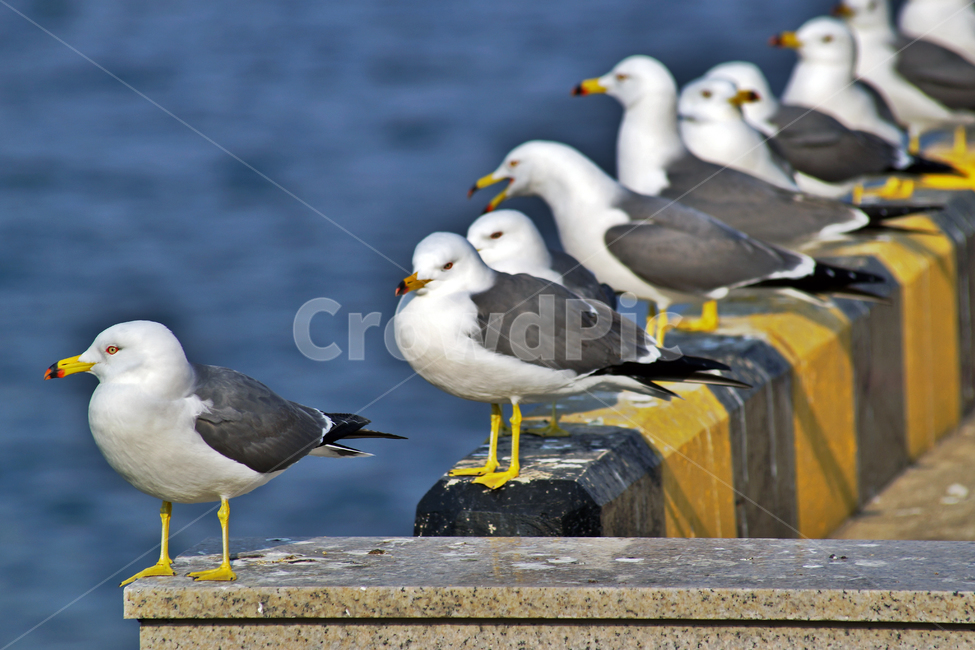 갈매기,조류,새,바다,commongull,seagull,동물,부리,동물,animal,조류,새,birds