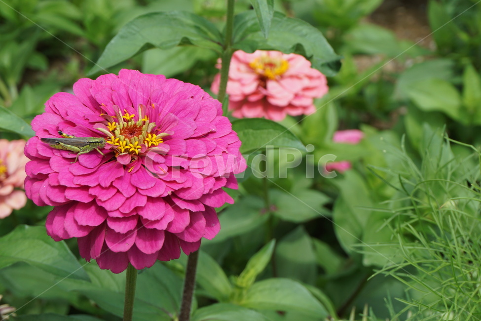 메뚜기,분홍꽃,식물,곤충,꽃,여름,식물,자연,plants,nature,꽃,flower,곤충,벌레,insect,bug