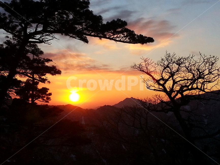 석양,노을,겨울,고목,주목,자연,풍경,nature,landscape,실루엣,그림자,silhouette,shadow,outdoors,옥외,sunset,일몰,red sky,붉은 하늘,sky,하늘,dusk,황혼,dawn,새벽,sunlight,햇빛