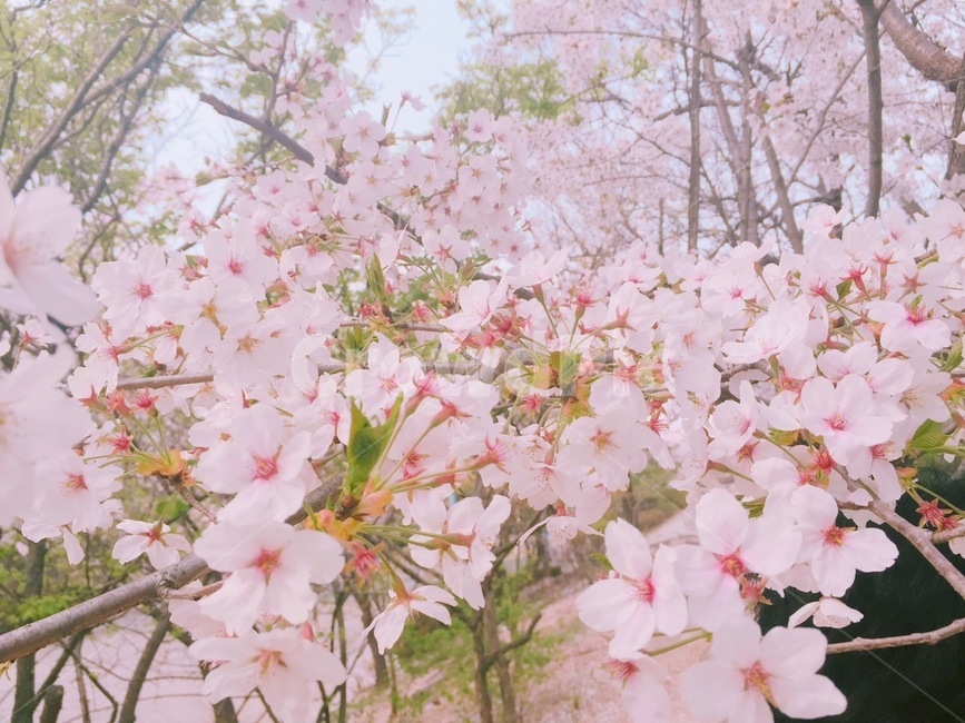 나무,tree,봄,벚나무,벚꽃,plant,식물,분홍색,분홍꽃,꽃길,꽃잎,바람,벚꽃잎,꽃봉우리