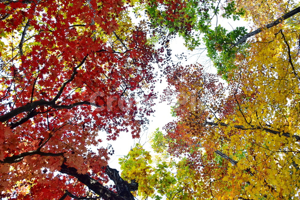 가을,단풍,울긋불긋,계절,시즌,아름다운,풍경,가을색,가을,계절,fall,autumn,season,tree,나무,plant,식물,leaf,잎,maple