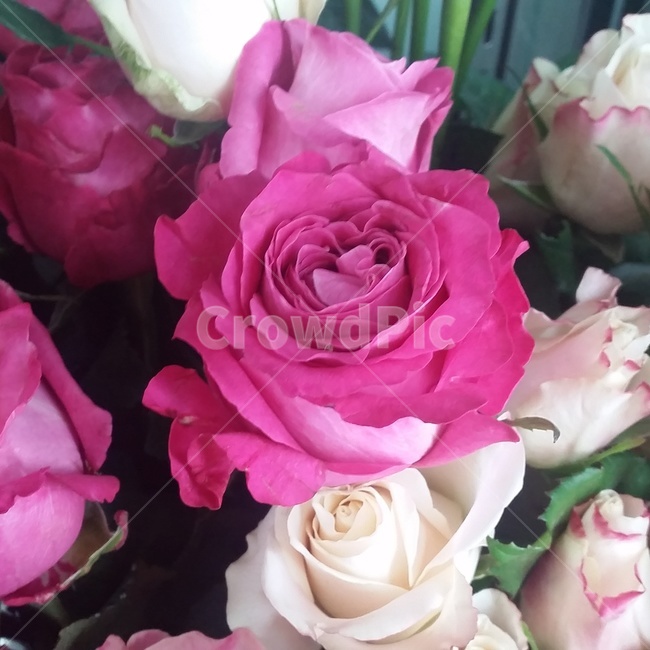 plant,식물,flower,꽃,blossom,rose,장미,올포러브,분홍색,pink,분홍색꽃,꽃,flower