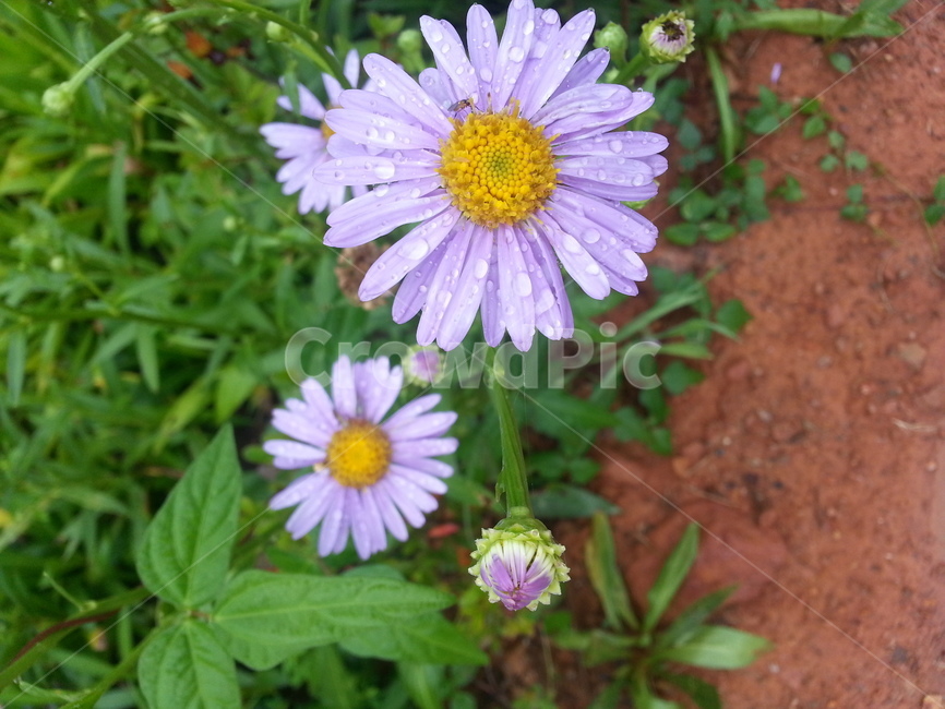 plant,식물,daisy,blossom,꽃,daisies,데이지,flower