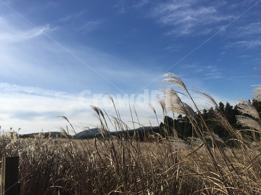 제주도,산굼부리,갈대,하늘,풍경,휴식