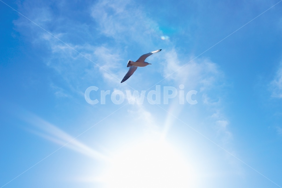 바다,갈매기,자연,여름,바닷가,동물,animal,조류,새,birds