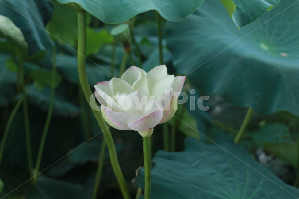 연잎,연꽃,식물,plant,flower,lotus,식물,자연,plants,nature,꽃,flower