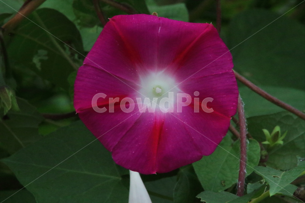 꽃,식물,야생화,lobedleafpharbitis,morningglory,식물,자연,plants,nature,꽃,flower