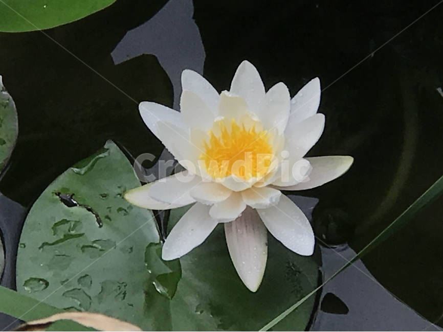 순결,순수,연꽃,부처님,사랑,식물,자연,plants,nature,꽃,flower